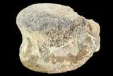 Bargain, Pachycephalosaurus Caudal Vertebra - Montana #101767-4